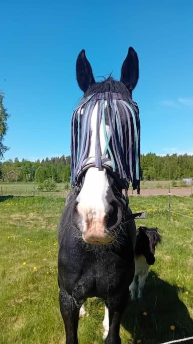Stuga Gasstorp Hova Экстерьер фото